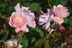 Ma Perkins rose photo