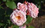Ma Perkins rose photo