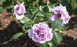 Blue Moon rose photo
