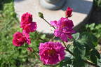 News ® rose photo