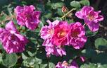 News ® rose photo