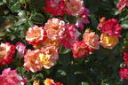 Charleston rose photo