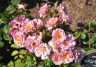 Lavender Pinocchio rose photo