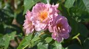 Lavender Pinocchio rose photo