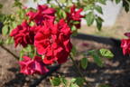 Crimson Glory rose photo