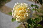 McGredy's Yellow rose photo