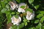 Madame Albert Barbier rose photo
