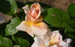 Madame Albert Barbier rose photo