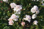 Ophelia rose photo