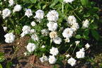 White Cécile Brunner rose photo