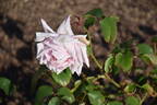 Lady Mary Fitzwilliam rose photo