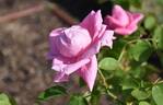 Madame Caroline Testout rose photo