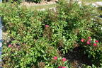 Orléans Rose rose photo