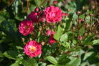 Orléans Rose rose photo