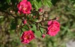 Orléans Rose rose photo
