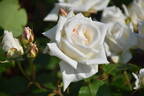 Madame Jules Bouché rose photo