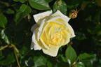 Feu Pernet-Ducher rose photo