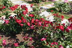 Dusky Maiden rose photo