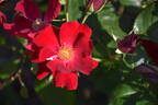 Dusky Maiden rose photo