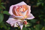 Confidence rose photo