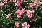 Jardins de France ® rose photo