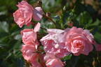 Jardins de France ® rose photo