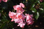 Jardins de France ® rose photo