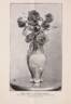 Gruss an Teplitz rose photo