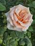 Marilyn Monroe ™ rose photo