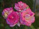 Angelic Veil rose photo