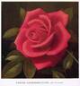 Kordes' Sondermeldung rose photo