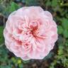 Comtesse de Ségur rose photo