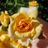 Rise Up Amberness™ rose photo