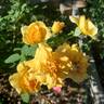 Rise Up Amberness™ rose photo