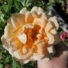 Champagne Dreams rose photo
