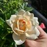 Champagne Dreams rose photo