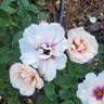 Ringo Double Pink rose photo