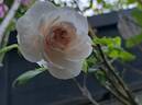 Wildeve rose photo