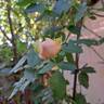 Meine Rose rose photo
