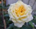Sophia Renaissance rose photo
