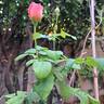Pick'n Go rose photo