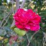 Easy Fashion rose photo