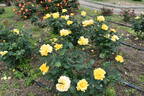 Midas Touch ™ rose photo