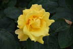 Midas Touch ™ rose photo