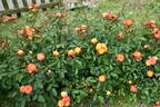 Rumba ® rose photo