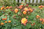 Rumba ® rose photo