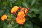 Rumba ® rose photo