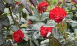 Mariandel ® rose photo