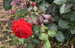 Mariandel ® rose photo