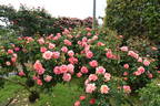 Zambra '92 rose photo